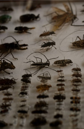 bug specimens