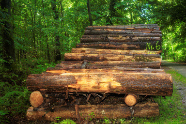stack of lumber in the woods