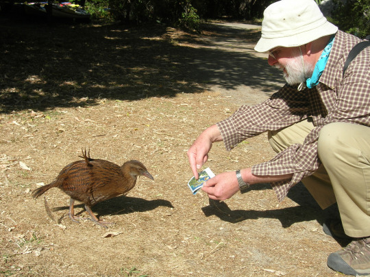 weka bird and man with a map
