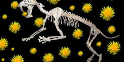 sabertooth cat fossil on black background with yellow dandelions