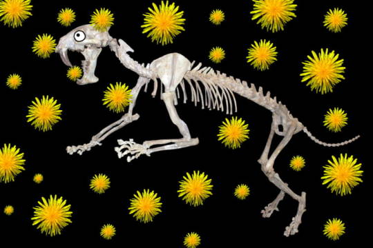 sabertooth cat fossil on black background with yellow dandelions