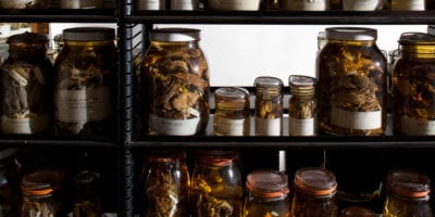 amphibians and reptiles in jars
