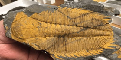 trilobite fossil