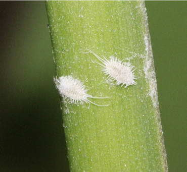 mealy bugs on plant