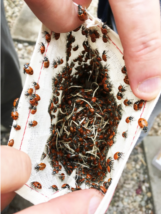 lady bugs crawling out of a canvas bag