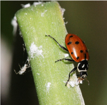 ladybug eating a mealy bug on a plant