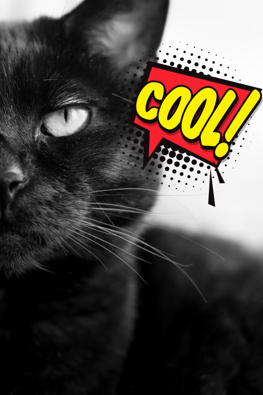 black cat face with the word cool in comic book lettering