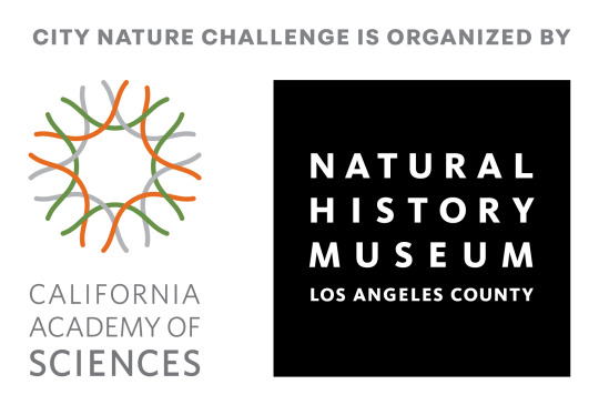 image has text at the top that says City Nature Challenge is Organized By, underneath the text are logos for California Academy of Sciences and Natural History Museum of Los Angeles County
