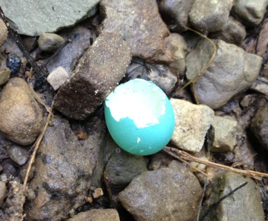 broken blue egg among rocks