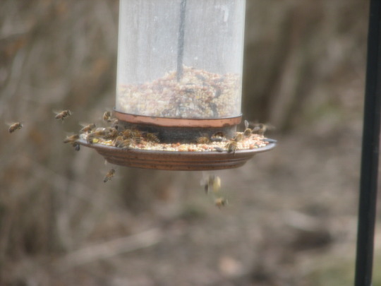 bees at a bird feeder