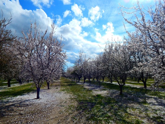 almond orchard in bloom