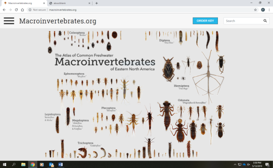 screenshot of macroinvertebrates.org