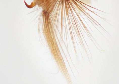 close up of caddisfly