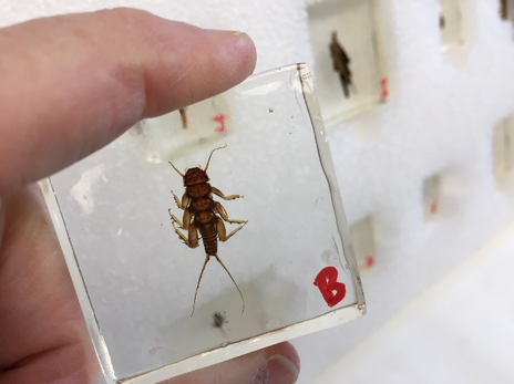 stonefly preserved in clear resin
