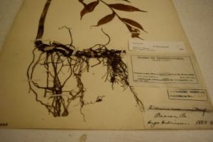 plant specimen with long roots on herbarium sheet