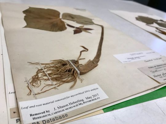 dried plant specimen on herbarium sheet