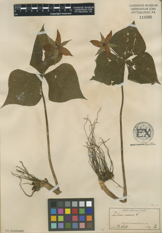 herbarium sheet of dried flower with roots