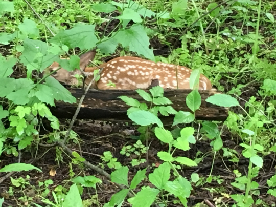 fawn in the woods in Boyce Park
