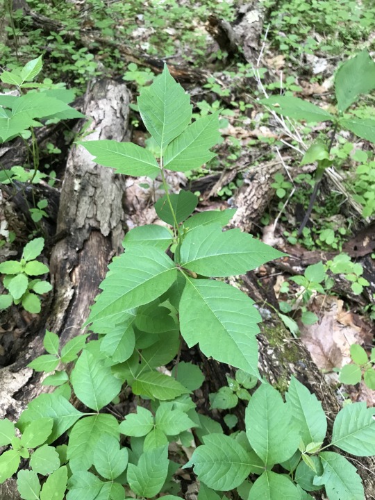 poison ivy growing as a shrub