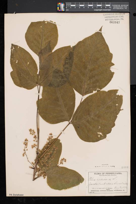 poison ivy herbarium sheet