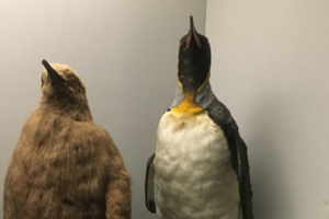 Why Do the King Penguins in Bird Hall Look so Different from Each Other?