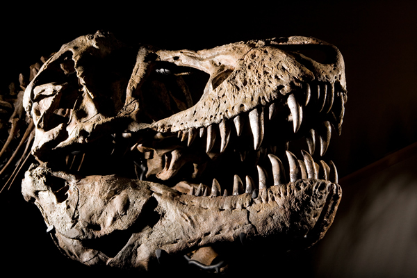 t - rex skull fossil