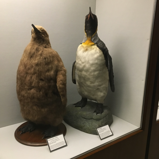 king penguin chick and adult in Bird Hall