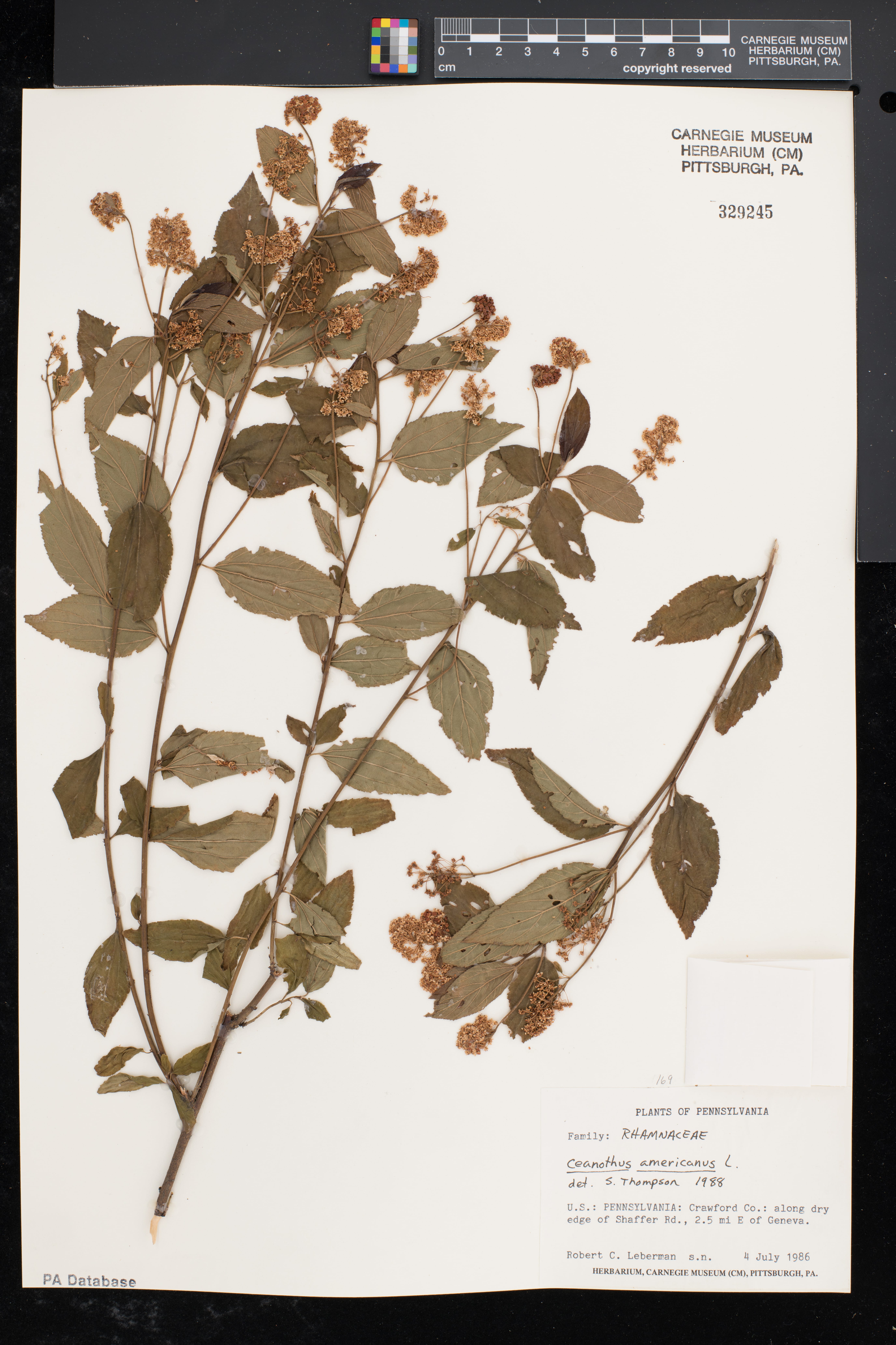 Ceanothus americanus tea plant specimen