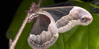 moth on plant at night