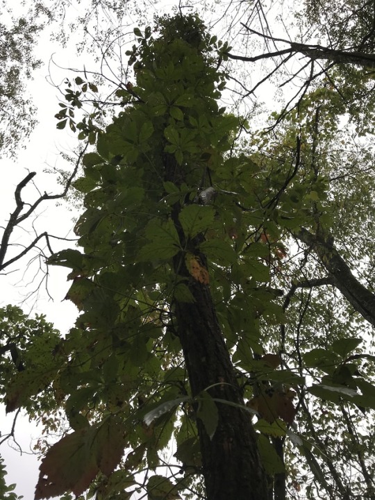 Virginia creeper climbing up