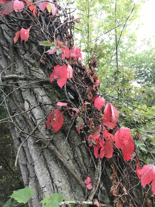 thicket creeper in autumn