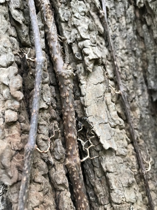 Virginia creeper with adhesive disks