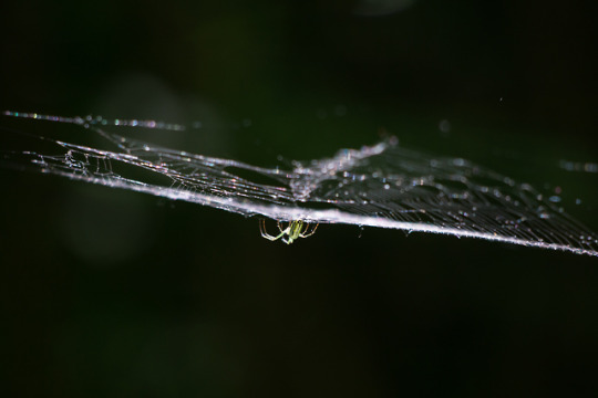 spider hanging from a spider web