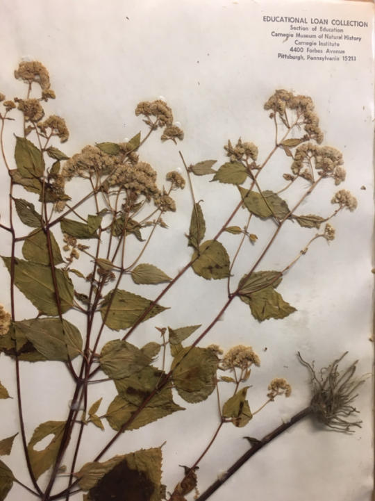 herbarium sheet of white snakeroot