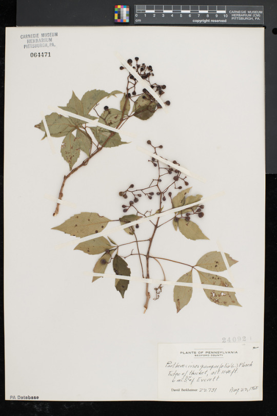 Virginia creeper specimen