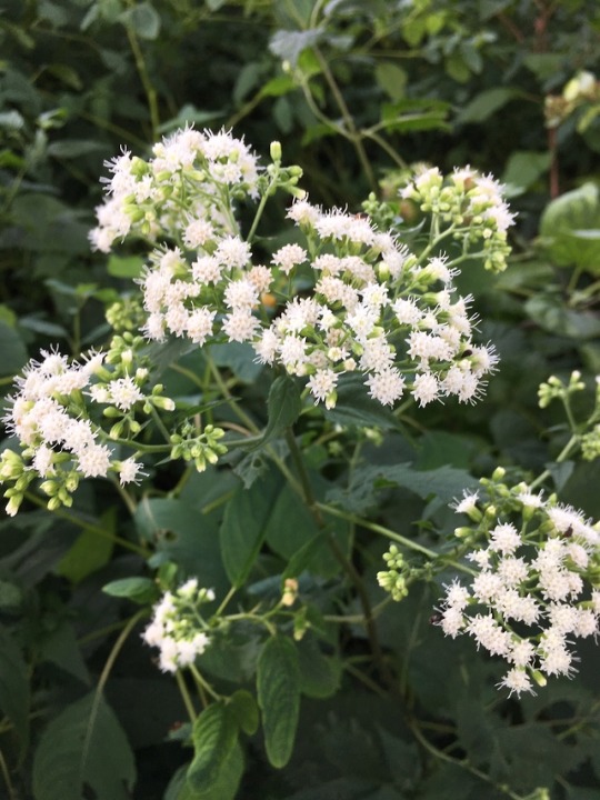 white snakeroot plant