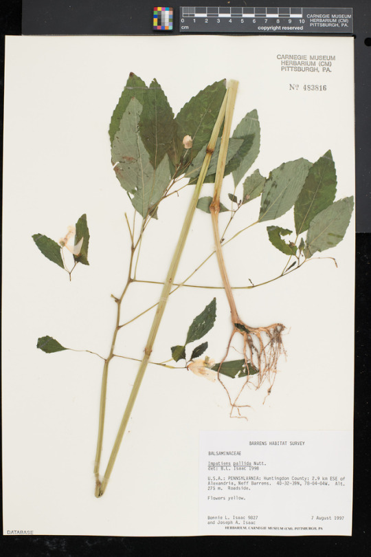 yellow jewelweed specimen collected by Bonnie Isaac and Joe Isaac
