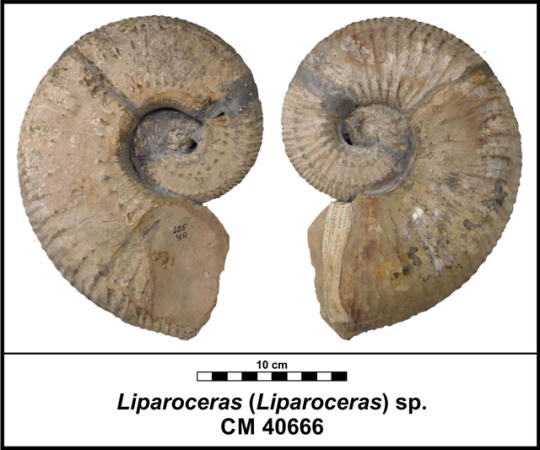 Liparoceras specimen CM 40666