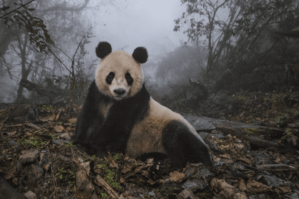 Carnegie Museum of Natural History Hosts “National Geographic: 50 Greatest  Wildlife Photographs” Exhibition