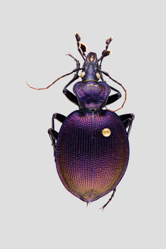 beetle specimen