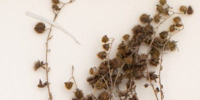 detail of Virginia stickseed specimen