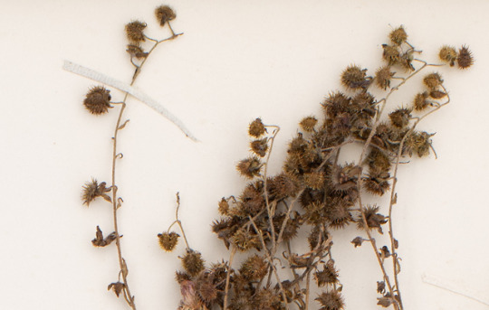 detail of Virginia stickseed specimen