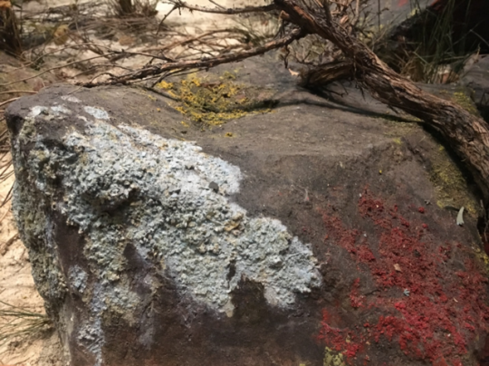 various lichen on rock
