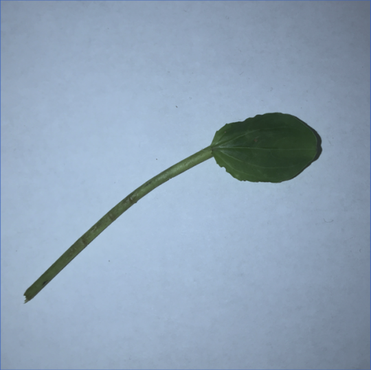 leaf stem and clover leaf