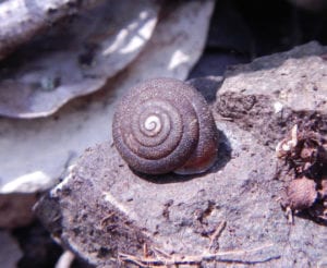 Is It A New Species? Wish They All Could Be California Snails