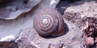 Trilobopsis snail on a rock