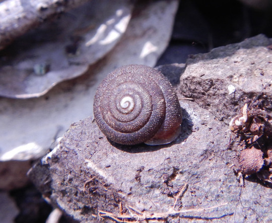 photo of possible new Trilobopsis species snail