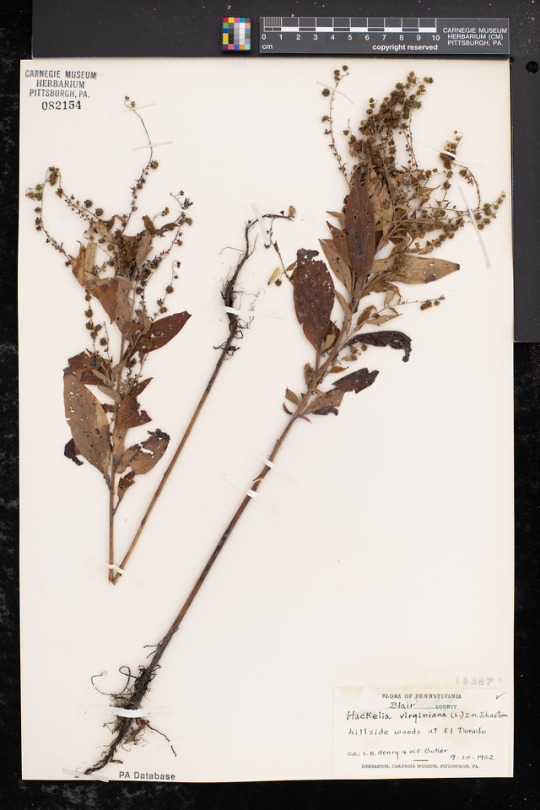 Virginia stickseed specimen