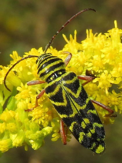 black and beetle on goldenrod
