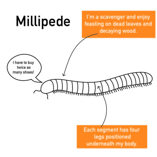 drawing of a millipede